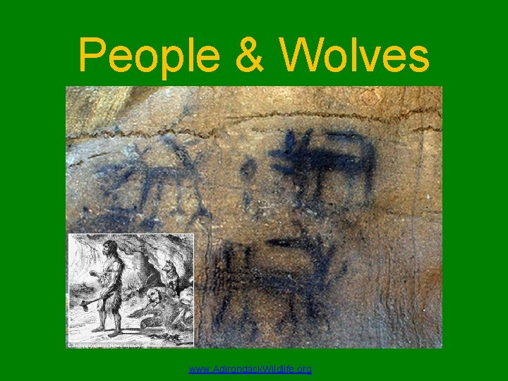 People & Wolves www. Adirondack. Wildlife. org 