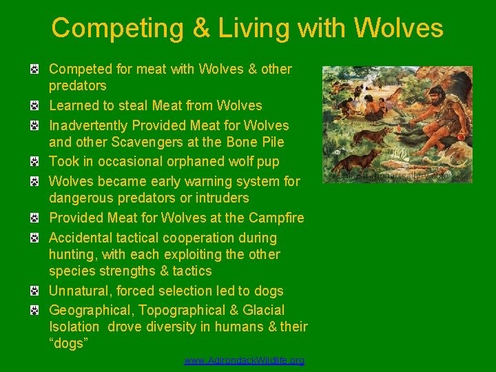 Competing & Living with Wolves Competed for meat with Wolves & other predators Learned