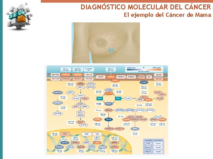 DIAGNÓSTICO MOLECULAR DEL CÁNCER El ejemplo del Cáncer de Mama 