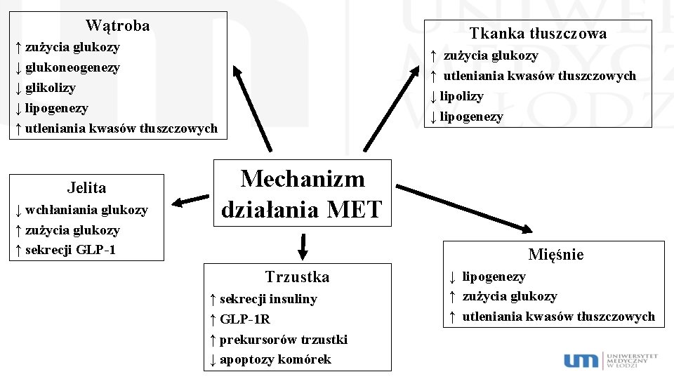 Wątroba Tkanka tłuszczowa ↑ zużycia glukozy ↓ glukoneogenezy ↓ glikolizy ↓ lipogenezy ↑ utleniania