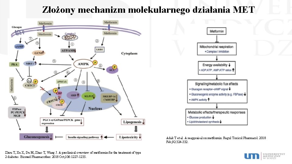 Złożony mechanizm molekularnego działania MET Adak T et al. A reappraisal on metformin. Regul