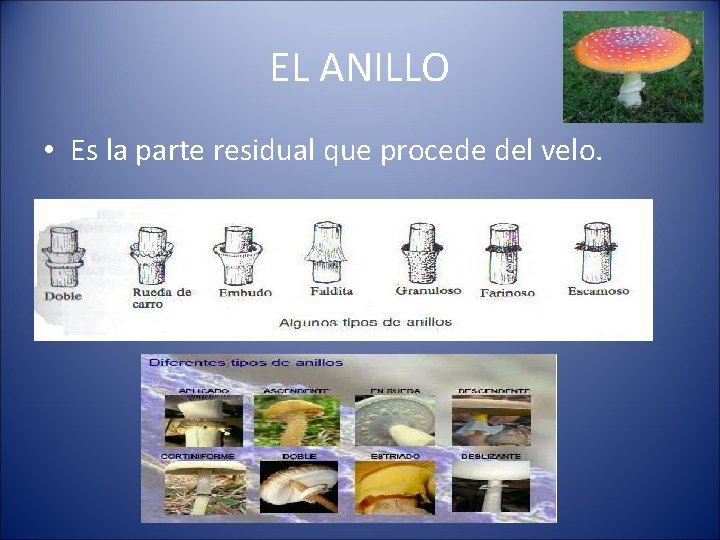 EL ANILLO • Es la parte residual que procede del velo. 