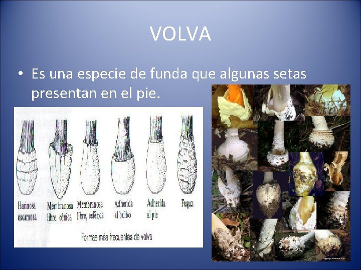 VOLVA • Es una especie de funda que algunas setas presentan en el pie.