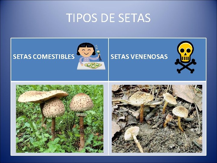 TIPOS DE SETAS COMESTIBLES SETAS VENENOSAS 