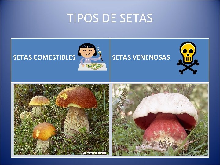 TIPOS DE SETAS COMESTIBLES SETAS VENENOSAS 