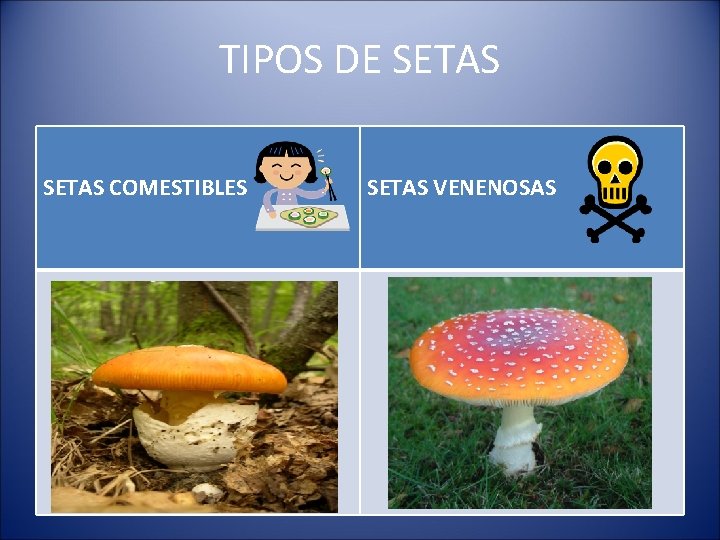 TIPOS DE SETAS COMESTIBLES SETAS VENENOSAS 