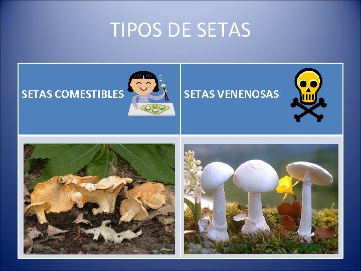 TIPOS DE SETAS COMESTIBLES SETAS VENENOSAS 