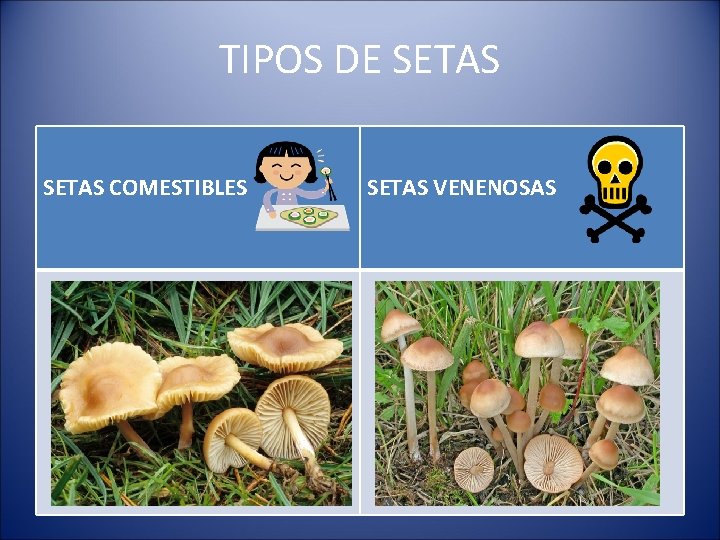 TIPOS DE SETAS COMESTIBLES SETAS VENENOSAS 