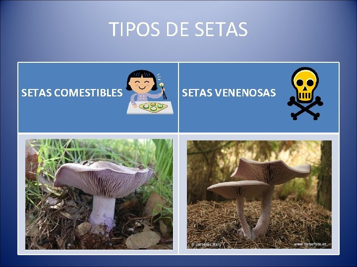 TIPOS DE SETAS COMESTIBLES SETAS VENENOSAS 