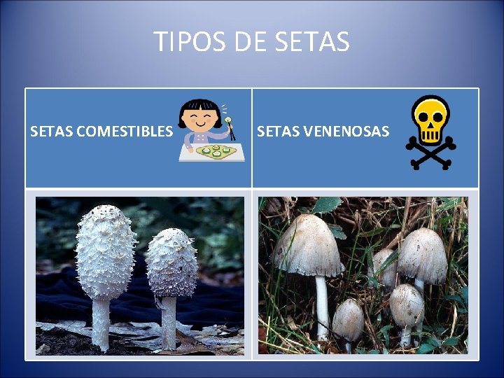 TIPOS DE SETAS COMESTIBLES SETAS VENENOSAS 