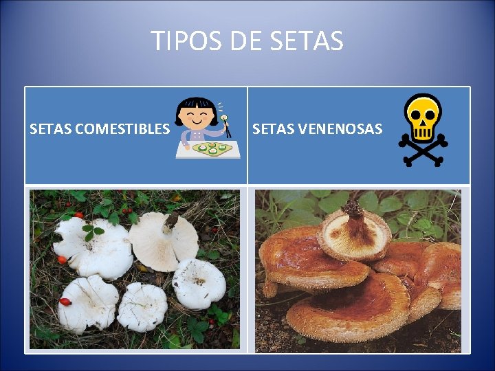 TIPOS DE SETAS COMESTIBLES SETAS VENENOSAS 