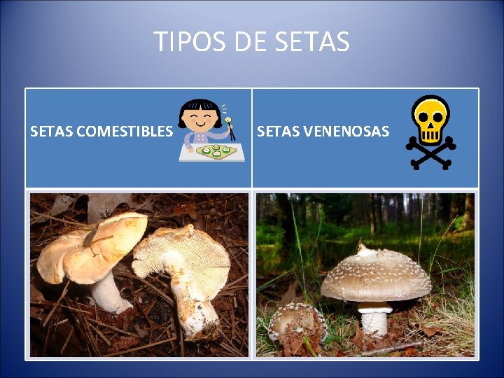 TIPOS DE SETAS COMESTIBLES SETAS VENENOSAS 