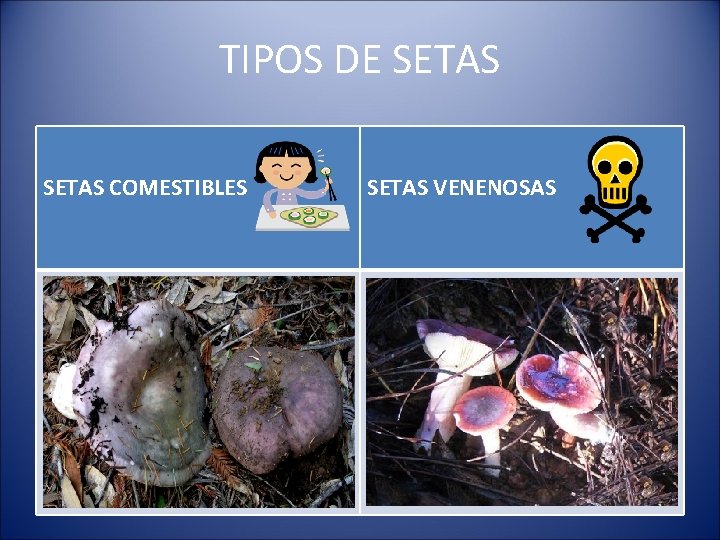 TIPOS DE SETAS COMESTIBLES SETAS VENENOSAS 