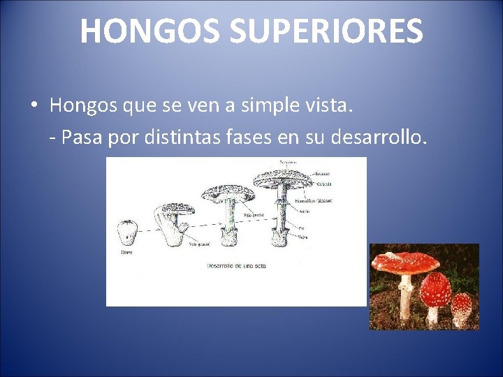 HONGOS SUPERIORES • Hongos que se ven a simple vista. - Pasa por distintas