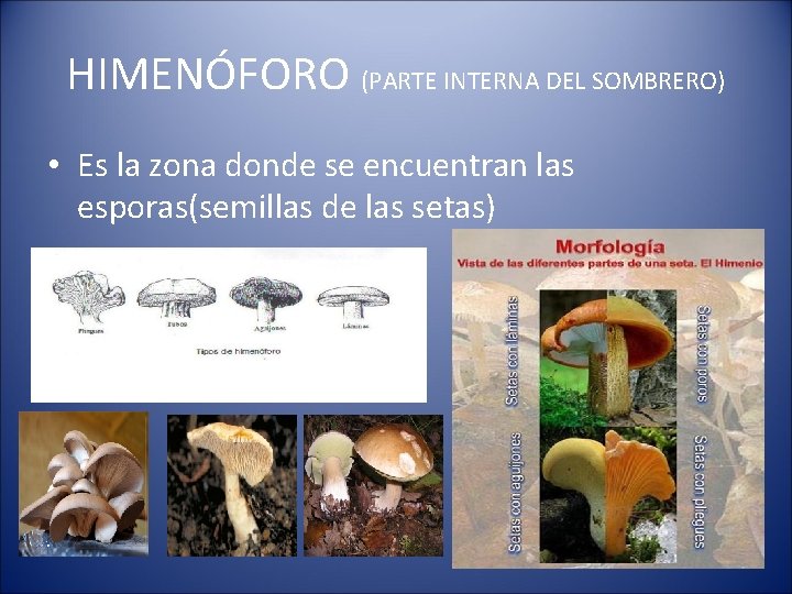 HIMENÓFORO (PARTE INTERNA DEL SOMBRERO) • Es la zona donde se encuentran las esporas(semillas