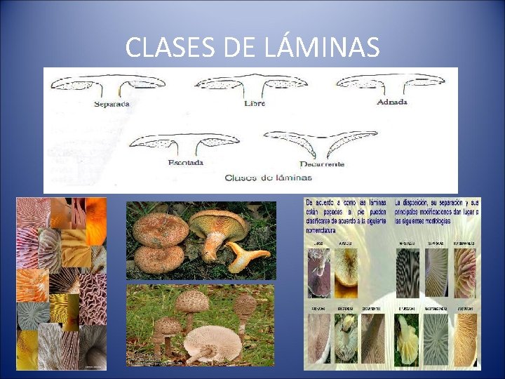 CLASES DE LÁMINAS 