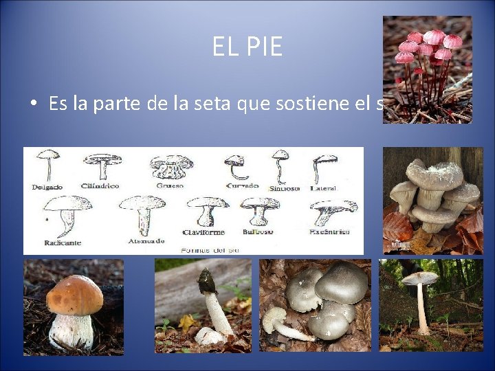 EL PIE • Es la parte de la seta que sostiene el sombrero. 