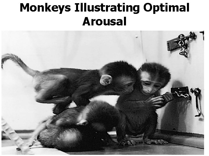 Monkeys Illustrating Optimal Arousal 
