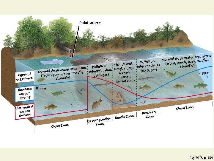 Point source Types of organisms Dissolved oxygen (ppm) ms water organis n a e Point source Types of organisms Dissolved oxygen (ppm) ms water organis n a e