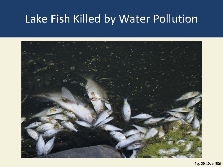 Lake Fish Killed by Water Pollution Fig. 20 -10, p. 536 Lake Fish Killed by Water Pollution Fig. 20 -10, p. 536