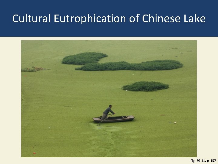 Cultural Eutrophication of Chinese Lake Fig. 20 -11, p. 537 Cultural Eutrophication of Chinese Lake Fig. 20 -11, p. 537