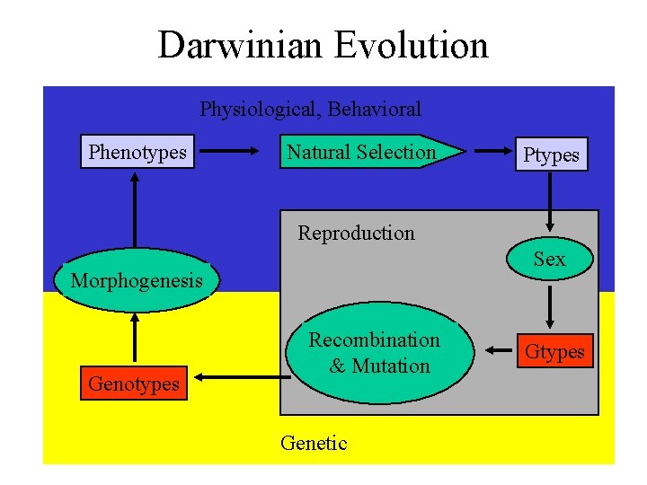 Darwinian Evolution Physiological, Behavioral Phenotypes Natural Selection Ptypes Reproduction Sex Morphogenesis Genotypes Recombination &