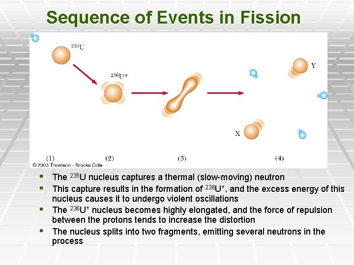 Sequence of Events in Fission § The 235 U nucleus captures a thermal (slow-moving)