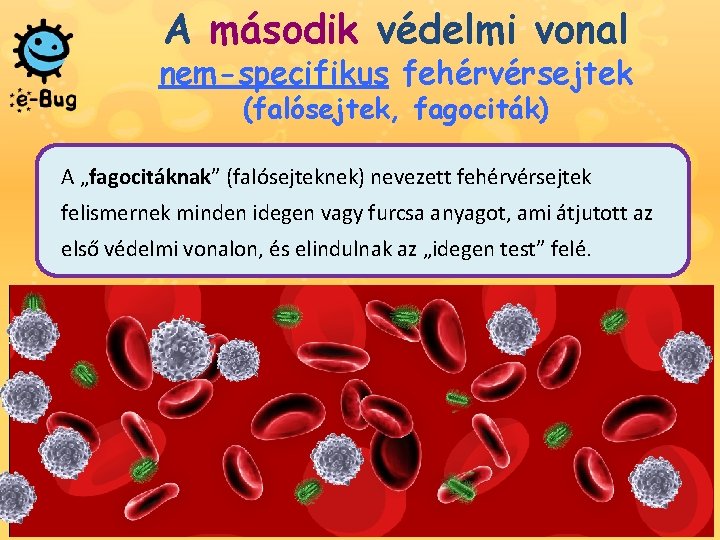 A második védelmi vonal nem-specifikus fehérvérsejtek (falósejtek, fagociták) A „fagocitáknak” (falósejteknek) nevezett fehérvérsejtek felismernek