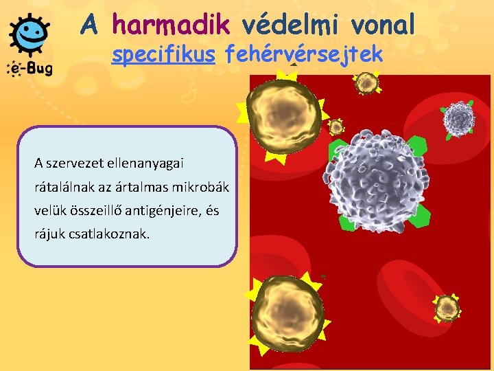 A harmadik védelmi vonal specifikus fehérvérsejtek A szervezet ellenanyagai rátalálnak az ártalmas mikrobák velük