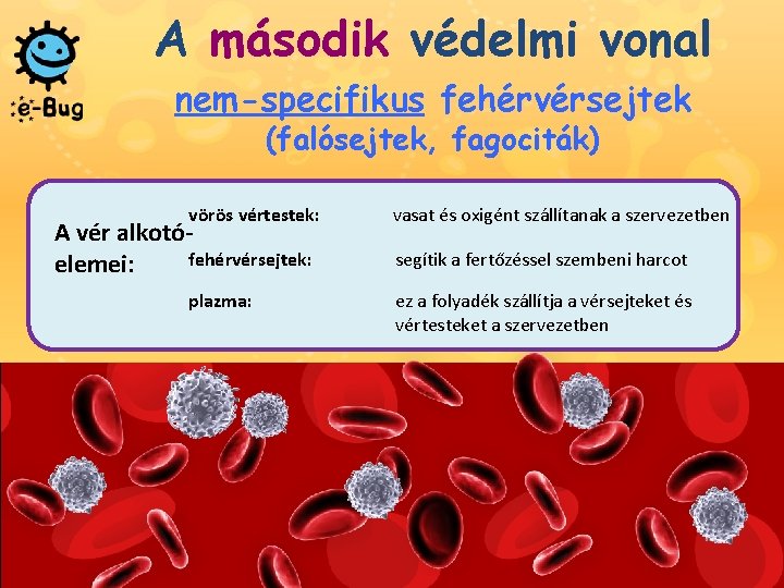 A második védelmi vonal nem-specifikus fehérvérsejtek (falósejtek, fagociták) vörös vértestek: A vér alkotófehérvérsejtek: elemei: