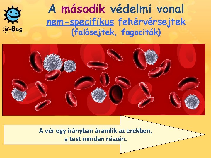 A második védelmi vonal nem-specifikus fehérvérsejtek (falósejtek, fagociták) A vér egy irányban áramlik az