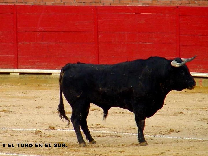 Y EL TORO EN EL SUR. 