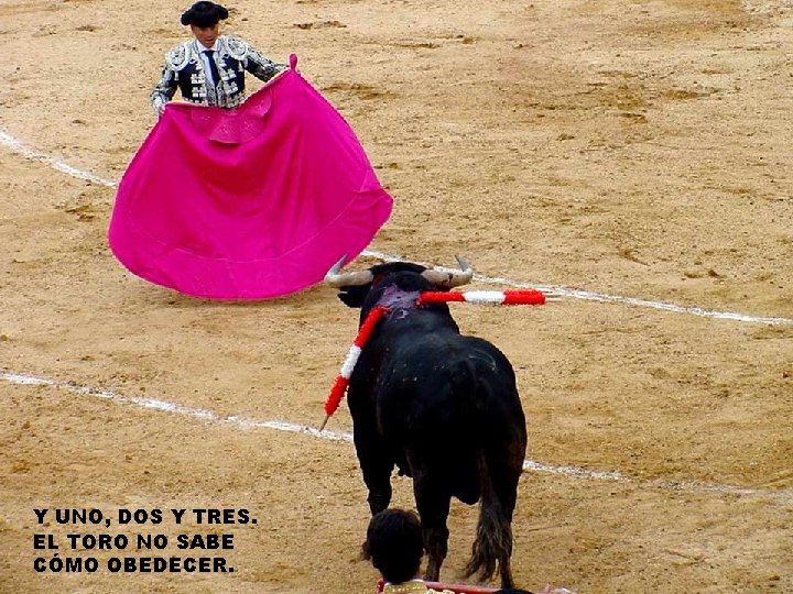 Y UNO, DOS Y TRES. EL TORO NO SABE CÓMO OBEDECER. 