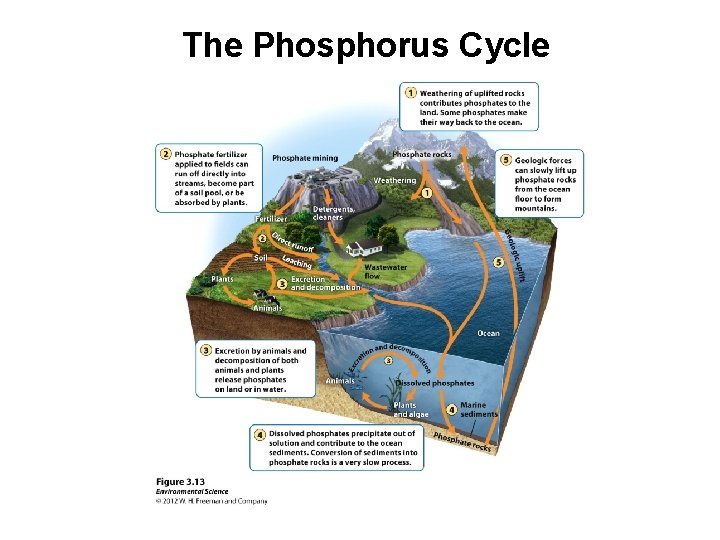 The Phosphorus Cycle 