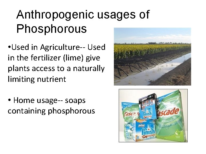 Anthropogenic usages of Phosphorous • Used in Agriculture-- Used in the fertilizer (lime) give