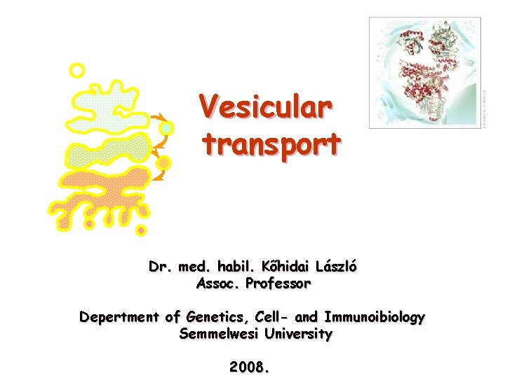 Vesicular transport Dr. med. habil. Kőhidai László Assoc. Professor Depertment of Genetics, Cell- and