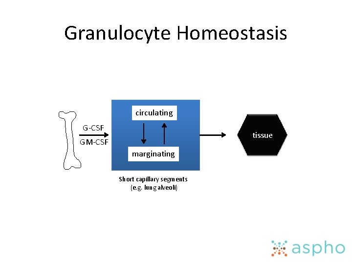 Granulocyte Homeostasis circulating G-CSF tissue GM-CSF marginating Short capillary segments (e. g. lung alveoli)