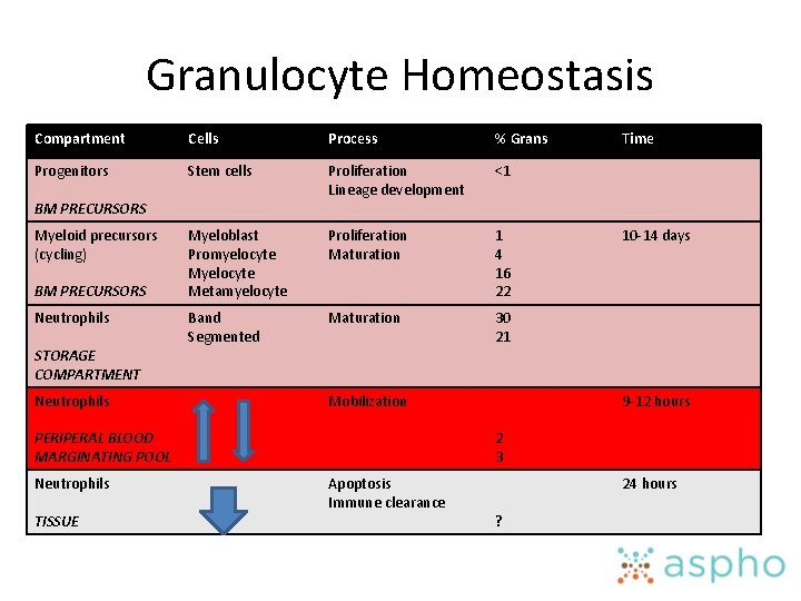 Granulocyte Homeostasis Compartment Cells Process % Grans Progenitors Stem cells Proliferation Lineage development <1