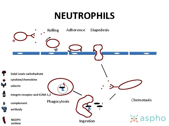 NEUTROPHILS Rolling Adherence Diapedesis Chemotaxis Phagocytosis Ingestion 