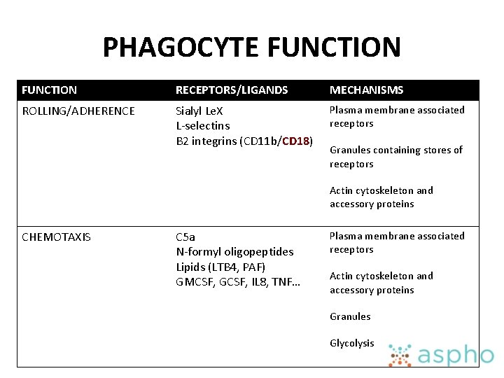 PHAGOCYTE FUNCTION RECEPTORS/LIGANDS MECHANISMS ROLLING/ADHERENCE Sialyl Le. X L-selectins B 2 integrins (CD 11