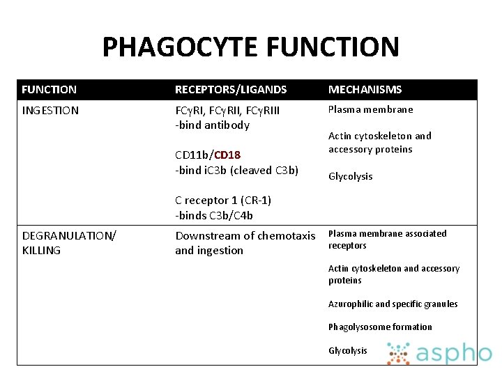 PHAGOCYTE FUNCTION RECEPTORS/LIGANDS MECHANISMS INGESTION FCg. RI, FCg. RIII -bind antibody Plasma membrane CD