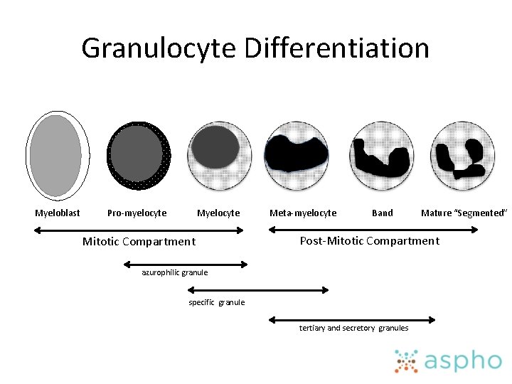Granulocyte Differentiation Myeloblast Pro-myelocyte Mitotic Compartment Meta-myelocyte Band Mature “Segmented” Post-Mitotic Compartment azurophilic granule