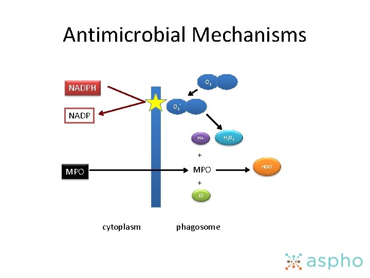 Antimicrobial Mechanisms O 2 NADPH O 2 - NADP H+ H 2 O 2
