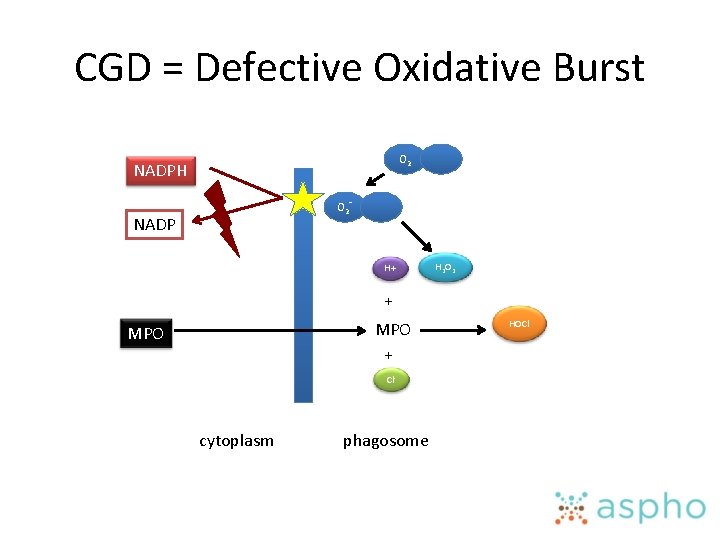 CGD = Defective Oxidative Burst O 2 NADPH O 2 - NADP H+ H