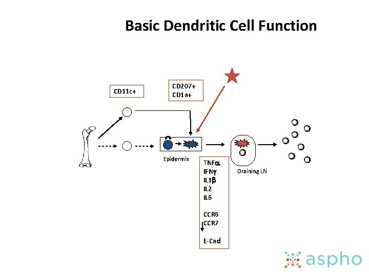 Basic Dendritic Cell Function CD 11 c+ CD 207+ CD 1 a+ Epidermis TNFa