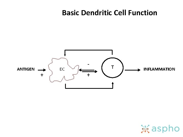 Basic Dendritic Cell Function ANTIGEN + DC + T INFLAMMATION 