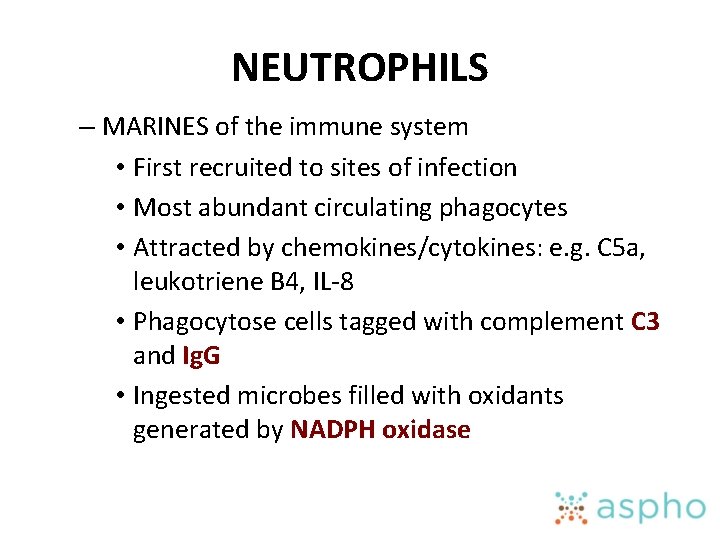NEUTROPHILS – MARINES of the immune system • First recruited to sites of infection