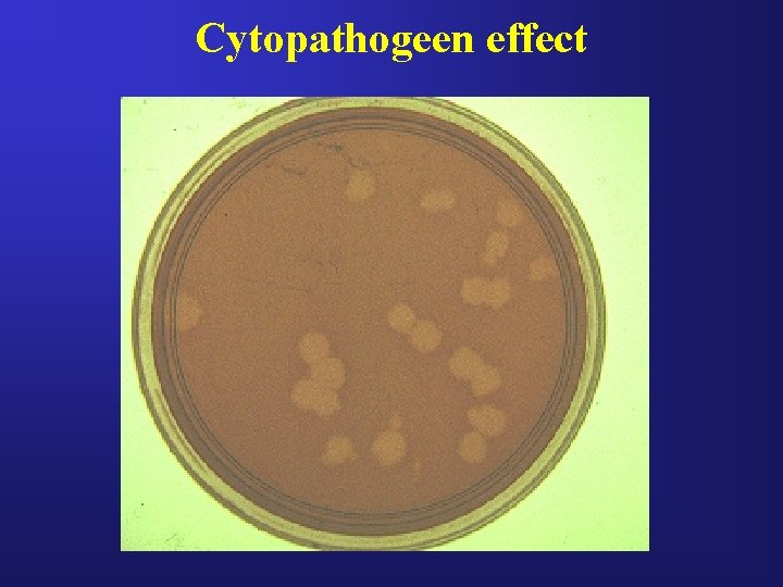 Cytopathogeen effect Cytopathogeen effect
