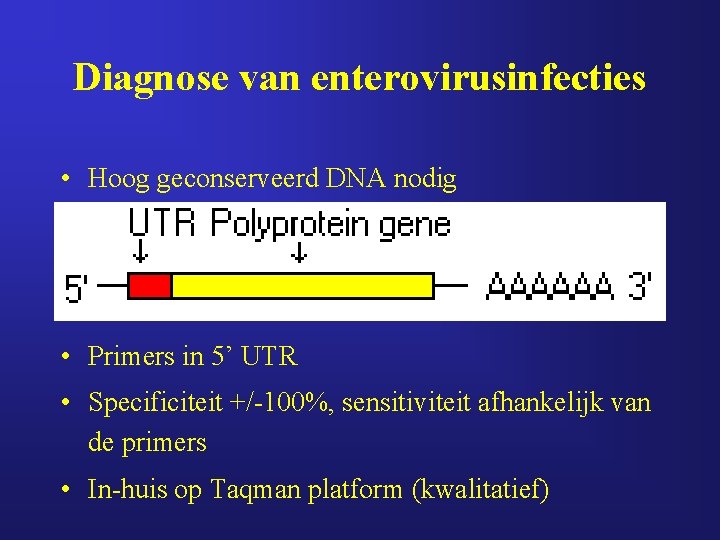 Diagnose van enterovirusinfecties • Hoog geconserveerd DNA nodig • Primers in 5’ UTR •