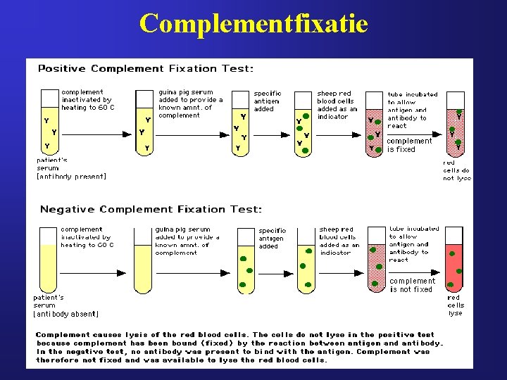 Complementfixatie 